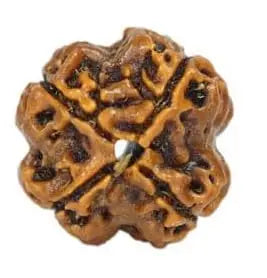 4 Mukhi Rudraksha for knowledge and creativity Om Rudraksha Haridwar