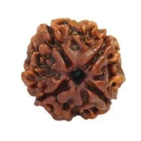 4 Mukhi Rudraksha for knowledge and creativity Om Rudraksha Haridwar