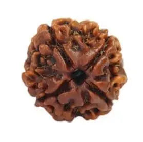 4 Mukhi Rudraksha for knowledge and creativity Om Rudraksha Haridwar