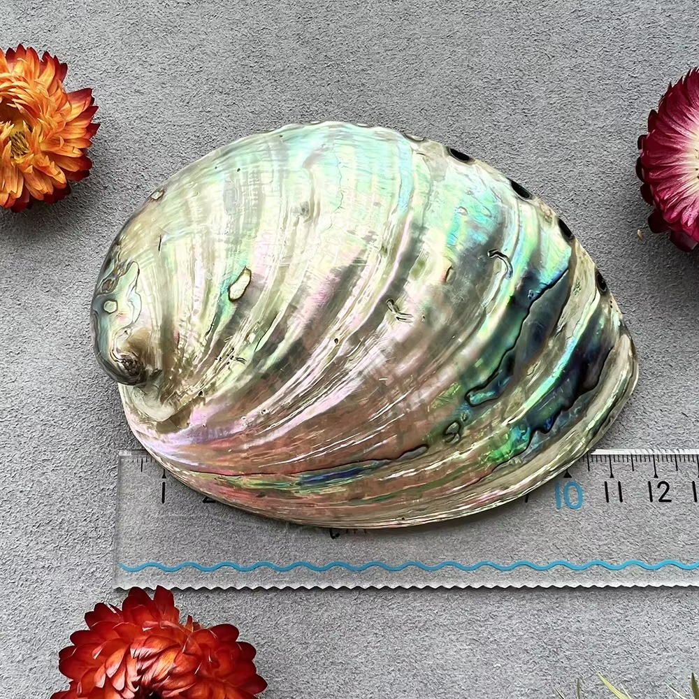 Abalone Shell for Smudging  by Raw Spiritual