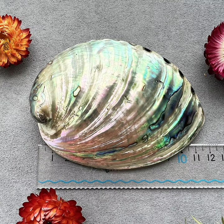 Abalone Shell for Smudging  by Raw Spiritual