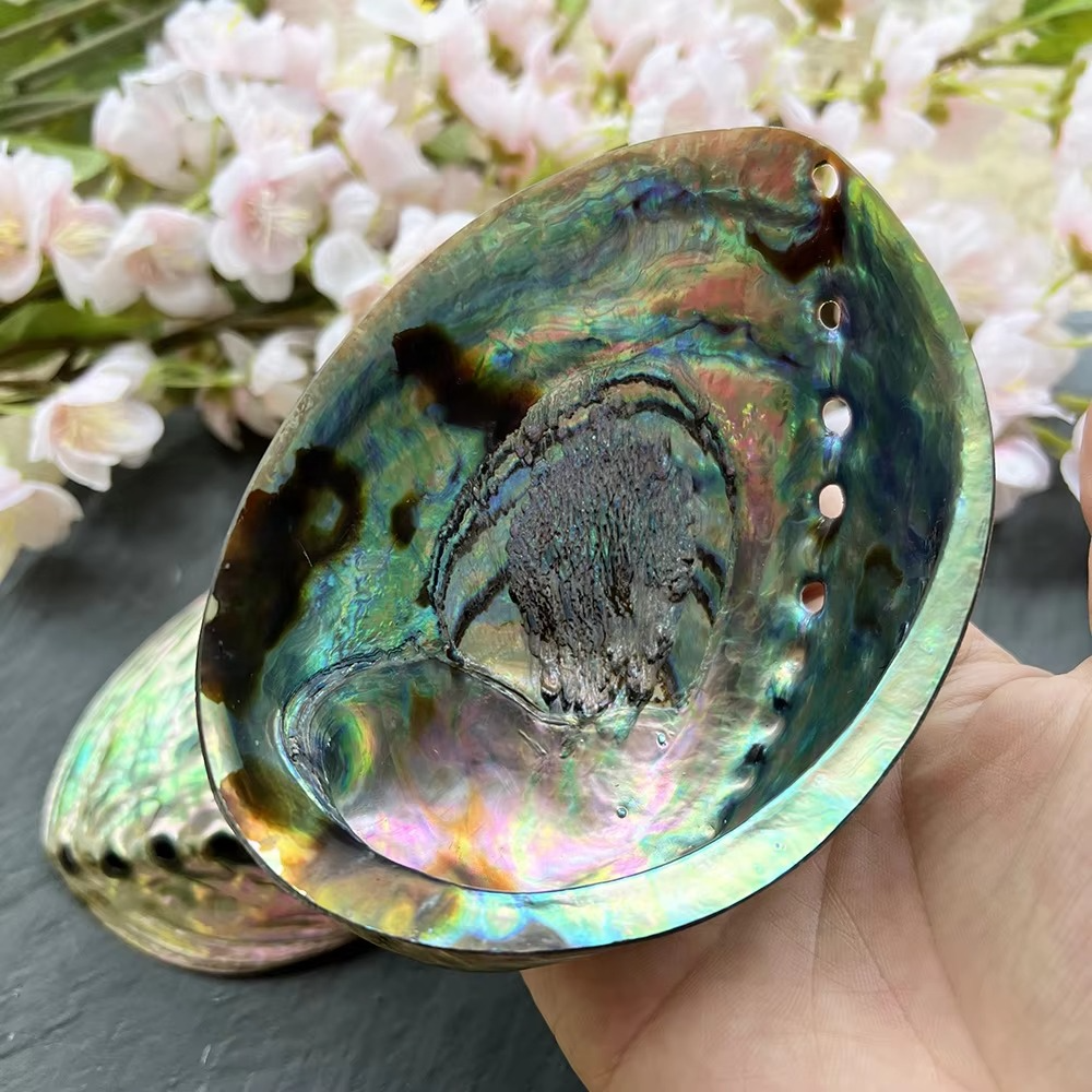Abalone Shell for Smudging  by Raw Spiritual