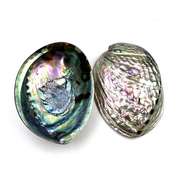 Abalone Shell for Smudging  by Raw Spiritual