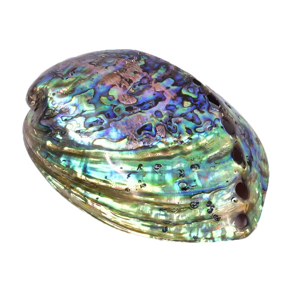 Abalone Shell for Smudging  by Raw Spiritual