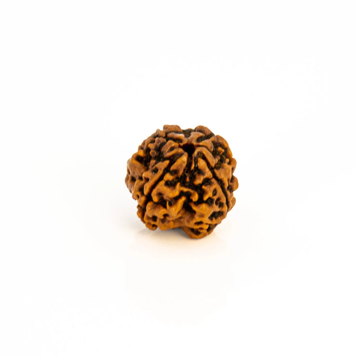 4 Mukhi Rudraksha for knowledge and creativity Om Rudraksha Haridwar