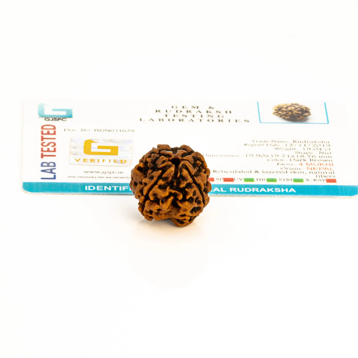4 Mukhi Rudraksha for knowledge and creativity Om Rudraksha Haridwar